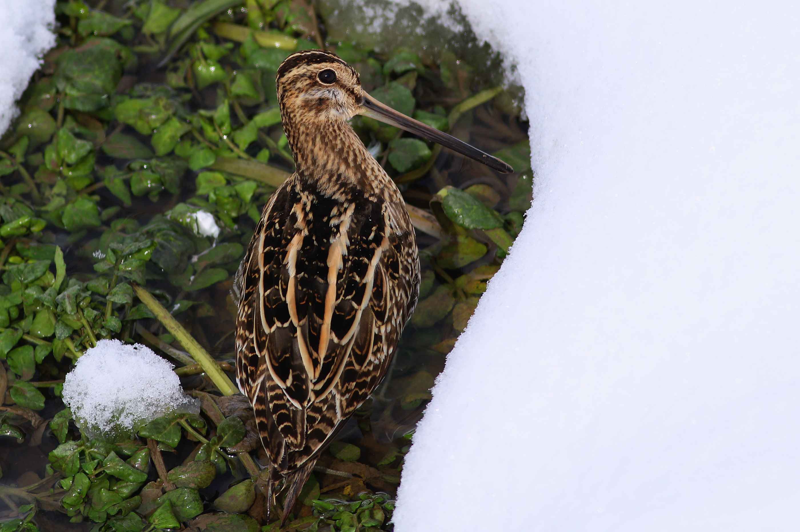 Common Snipe